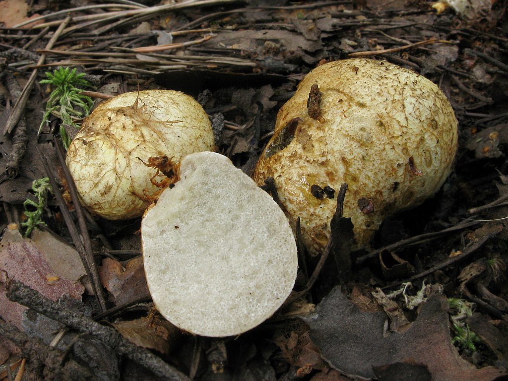 Представитель Семейства Rhizopogonaceae